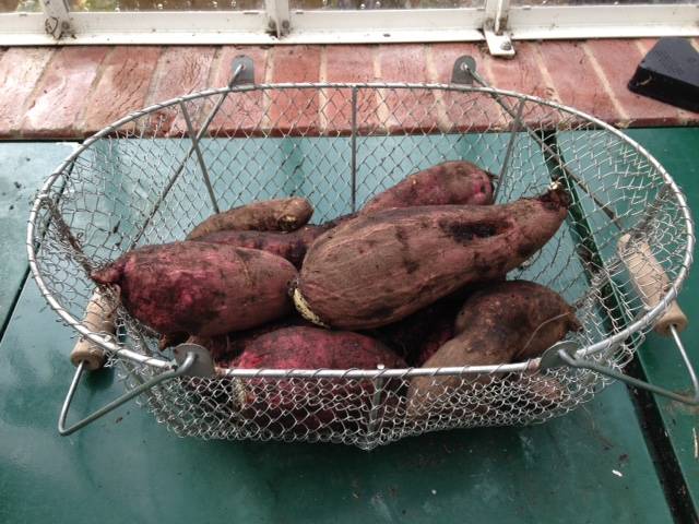 sweet pot harvest